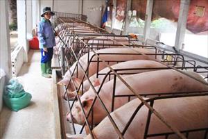 Bắc Giang chủ động các giải pháp “giải cứu lợn”