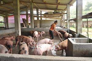 Giá lợn hơi tăng mạnh: Người chăn nuôi chớ  vội tăng đàn