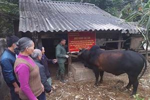 Vỗ béo bò thịt ở Lạng Sơn: Hiệu quả nhiều mặt
