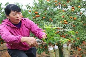 Mục sở thị vườn cam cho thu lãi 1 tỷ đồng/năm ở Lục Nam