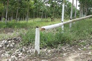 Phú Yên: Kẻ xấu chạt phá cây “tỷ phú”, người dân cắt cử người trông nom vườn 24/24 giờ
