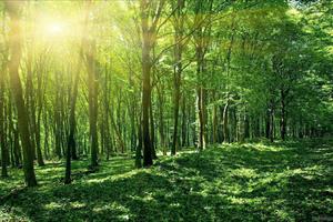 “Rừng và sự đổi mới”: Thúc đẩy các bên liên quan tham gia quản lý rừng bền vững
