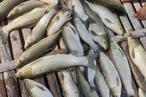 Cá nuôi trên sông Mã chết hàng loạt, chưa rõ nguyên nhân