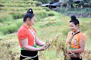 Sơn La: Nông dân vào mùa thu hoạch lúa, măng trúc rừng