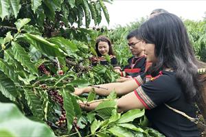Cà phê Đắk Lắk đã xuất khẩu sang 60 nước và vùng lãnh thổ