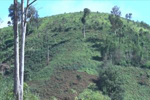 Huyện Đăk Hà vượt chỉ tiêu trồng rừng