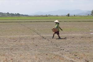 Đắk Lắk gieo trồng gần 62.000 ha cây trồng vụ đông xuân 2022-2023