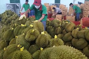 Lâm Đồng có thêm 32 mã số vùng trồng sầu riêng được xuất khẩu sang Trung Quốc