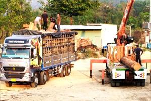 Vùi gỗ lậu trong bãi tập kết cát ven sông ở Kon Tum: Thủ đoạn tinh vi của lâm tặc