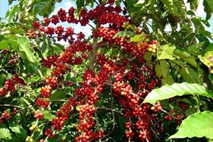Lâm Đồng phát triển gần 3.140 ha cà phê đặc sản