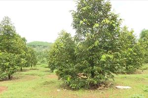 Huyện Di Linh khuyến cáo người dân không trồng sầu riêng ồ ạt