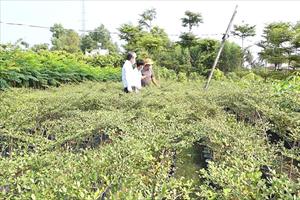 “Thủ phủ” ươm cây giống ở Đồng Nai: Nhiều triển vọng phát triển