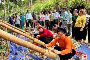 Sản xuất hữu cơ để cây quế phát triển bền vững ở Lào Cai