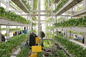 Singapore đẩy nhanh chiến lược phát triển nông nghiệp công nghệ cao