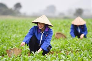 Nâng cao năng suất lao động trong kinh tế nông nghiệp - nông thôn: Lời giải?