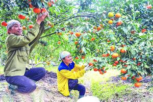 HLV và TT huyện Thọ Xuân: Làm giàu theo hướng nông nghiệp bền vững