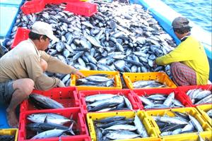 Nguy cơ mất thị trường xuất khẩu hải sản do IUU