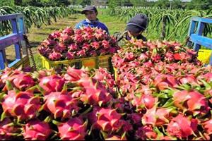 Hài hòa lợi ích Nhà nước - nhà nông - doanh nghiệp: Giải pháp bền vững cho xuất khẩu rau quả