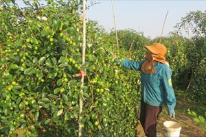 Đặc sản táo Bàng La, quả “sạch” được săn lùng dịp Tết