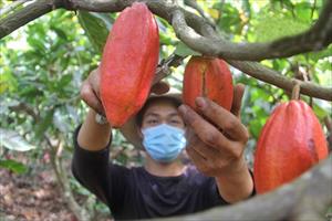 Nông dân “chính hiệu” sản xuất thành công chocolate
