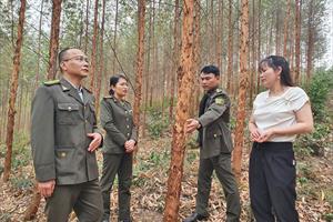 Hiệu quả từ rừng trồng ở Bắc Giang