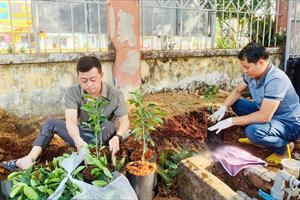 Chú trọng sản xuất giống, Bình Phước xây dựng ngành hàng cây ăn trái chủ lực