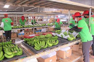 Để xuất khẩu trái cây đạt 5 tỷ USD vào năm 2025 và 10 tỷ USD vào năm 2030: Giải pháp để xuất khẩu trái cây đạt mục tiêu