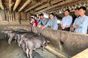 Một giải pháp thúc đẩy phát triển kinh tế ở các xã nghèo Lào Cai: Nuôi lợn đen bản địa