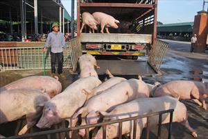 Để ngành chăn nuôi lợn phát triển bền vững, hiệu quả: Chuyên nghiệp hóa theo chuỗi