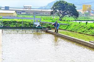 Dùng công nghệ “sông” để nuôi cá tầm trong ao đất