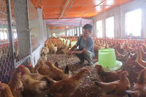 Biến vườn tạp thành trang trại nuôi gà khép kín