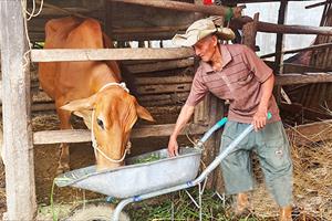 Nâng hiệu quả kinh tế từ mô hình cải tạo đàn bò ở Lạng Sơn