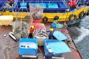 Việt Nam - Na Uy hợp tác nuôi trồng thủy sản trên biển