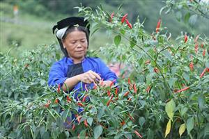 Chi Lăng phát triển cây ớt theo hướng sản xuất hàng hóa