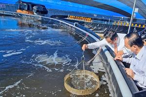 Phát triển nuôi tôm nước lợ hiệu quả, bền vững: Cần liên kết và tối ưu hóa chuỗi sản xuất