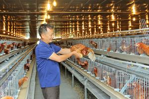 Hội Nông nghiệp và PTNT tỉnh Bắc Ninh: Lan tỏa phong trào phát triển kinh tế VAC hiệu quả cao