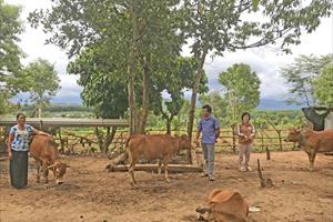 Nuôi bò, trồng mắc ca, hai mô hình hiệu quả ở huyện biên giới Đắk Tô