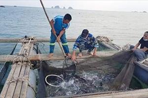 Nuôi cá lồng ở xã đảo Nghi Sơn: Khó chồng khó
