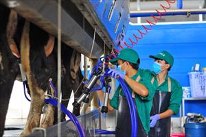 Để khai thác tiềm năng của ngành chăn nuôi bò sữa: Cần thực hiện nhiều giải pháp