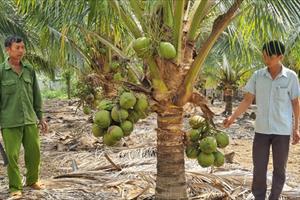 Thời cơ “vàng” để ngành dừa sánh cùng sầu riêng
