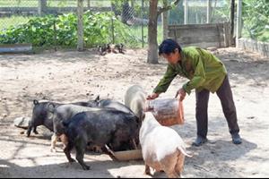 Hiệu quả mô hình nuôi heo đen ở Thuận Bắc