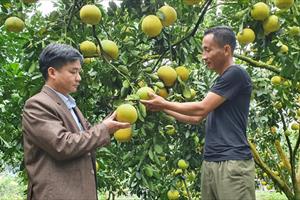 Khuyến nông Tuyên Quang: Nơi tiếp sức cho nông dân bằng kỹ thuật mới, cách làm hay