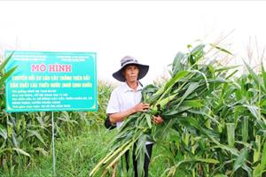 Hiệu quả trồng ngô sinh khối trên đất lúa thiếu nước ở Quảng Ngãi
