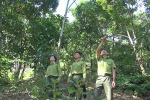 Bộ trưởng: Tạo sinh kế dưới tán rừng để khuyến khích cộng đồng bảo vệ rừng