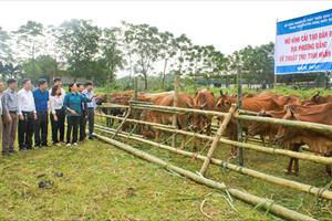 Dấu ấn khuyến nông trong thành tựu phát triển ngành Chăn nuôi