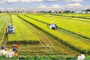 Dự thảo Luật Đất đai (sửa đổi): Còn ý kiến khác nhau về việc chuyển nhượng đất trồng lúa
