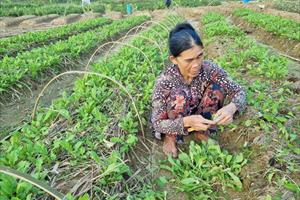 Người trồng rau ở Thừa Thiên - Huế khắc phục hậu quả mưa lũ