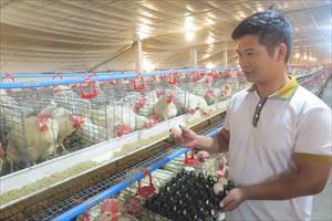 Áp dụng tự động hóa và số hóa vào nuôi gà trứng: Tăng hiệu quả kinh tế