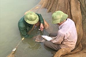 Triển vọng kinh tế lớn từ bảo tồn giống cá đặc sản ở Lào Cai