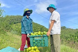 Thủ phủ cam Hà Tĩnh vào vụ thu hoạch, nông dân “đếm quả tính tiền”